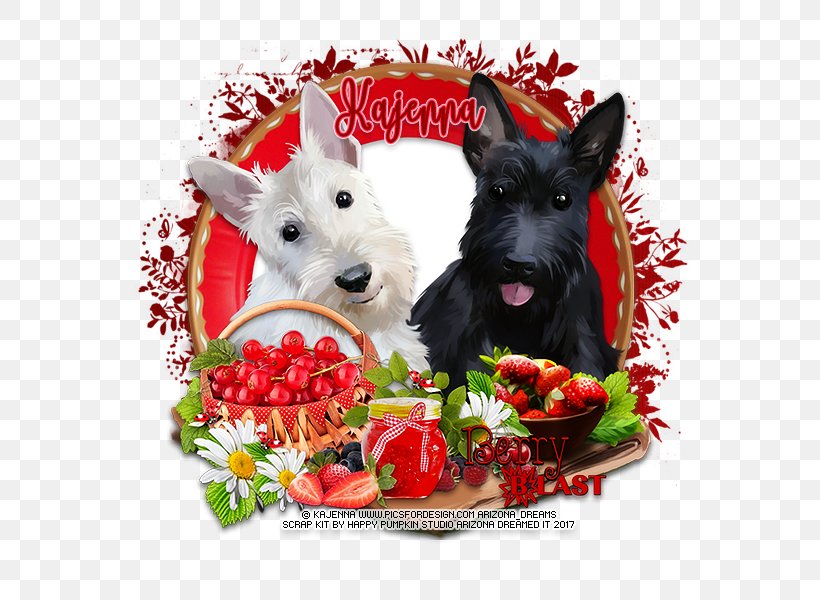 Scottish Terrier Dog Breed Razas Nativas Vulnerables, PNG, 600x600px, Scottish Terrier, Berries, Blast, Breed, Carnivoran Download Free