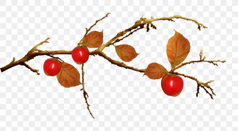 Branch Leaf Clip Art, PNG, 1280x710px, Branch, Auglis, Autumn, Cherry, Computer Download Free