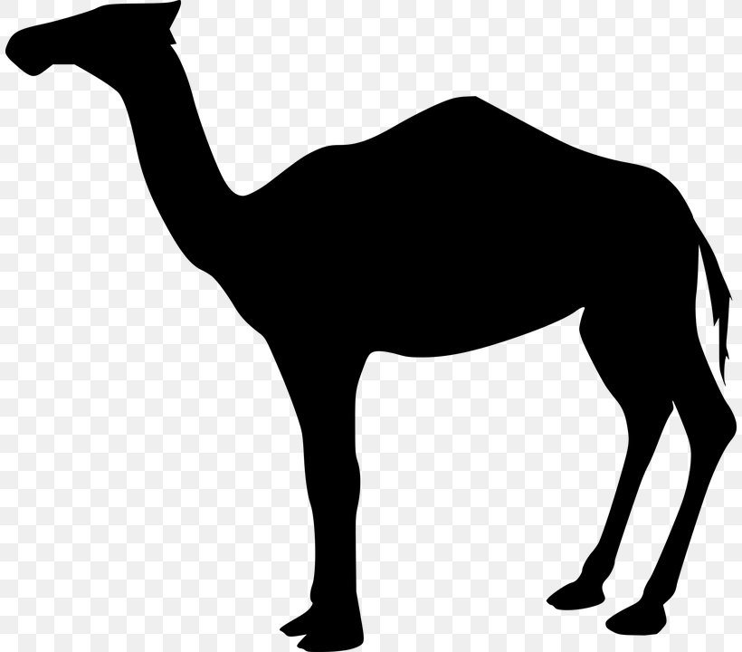 Dromedary Bactrian Camel Clip Art, PNG, 808x720px, Dromedary, Arabian Camel, Bactrian Camel, Black And White, Camel Download Free