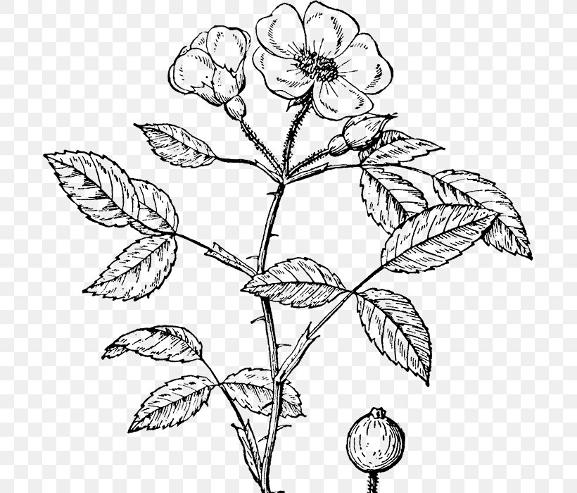 Rose Shrub Clip Art, PNG, 700x700px, Rose, Artwork, Black And White, Branch, Drawing Download Free