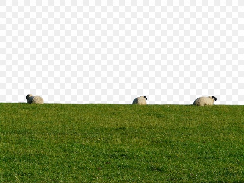 Sheep Cattle Grassland Fodder Hay, PNG, 960x720px, Sheep, Agriculture, Cattle, Ecoregion, Farm Download Free
