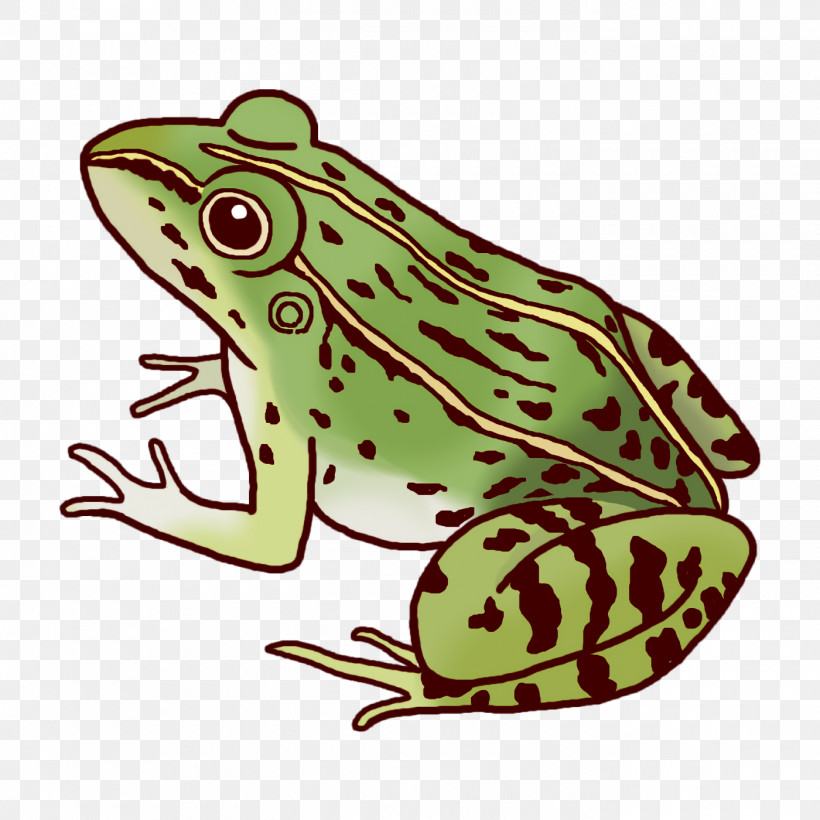 Toad True Frog Tree Frog Frogs Cartoon, PNG, 1400x1400px, Toad, Amphibians, Biology, Cartoon, Frogs Download Free