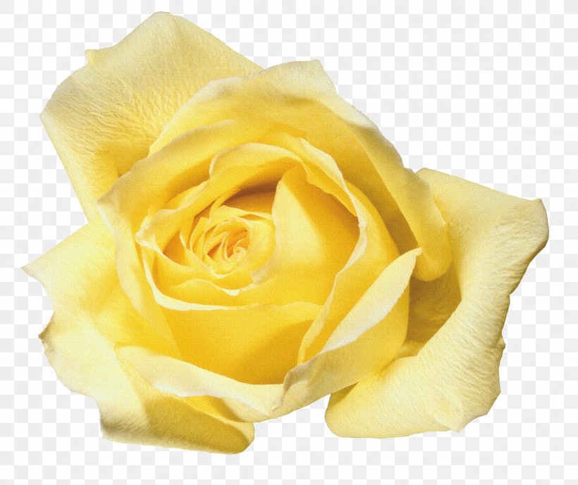 Beach Rose Flower Yellow Blue Rose, PNG, 2347x1970px, Beach Rose, Blue, Blue Rose, Cut Flowers, Flower Download Free