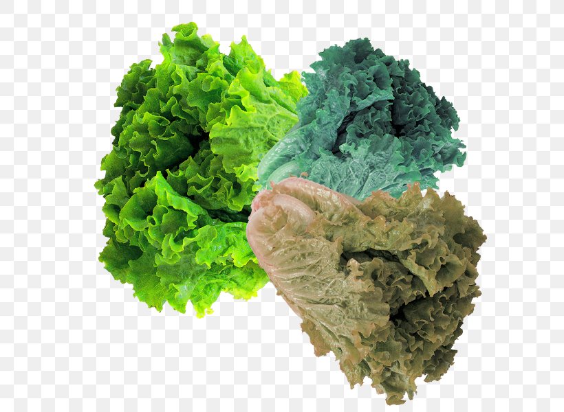 Jadeite Cabbage Kale Napa Cabbage, PNG, 600x600px, Jadeite Cabbage, Broccoli, Cabbage, Emerald, Food Download Free