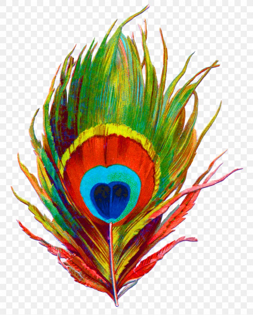 Krishna Bird Feather Peafowl Clip Art, PNG, 1084x1350px, Krishna, Art, Beak, Bird, Color Download Free