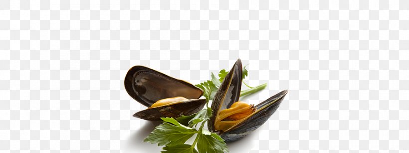 Mussel Seafood, PNG, 900x338px, Mussel, Butterflies And Moths, Computer Graphics, Fishmonger, Food Download Free