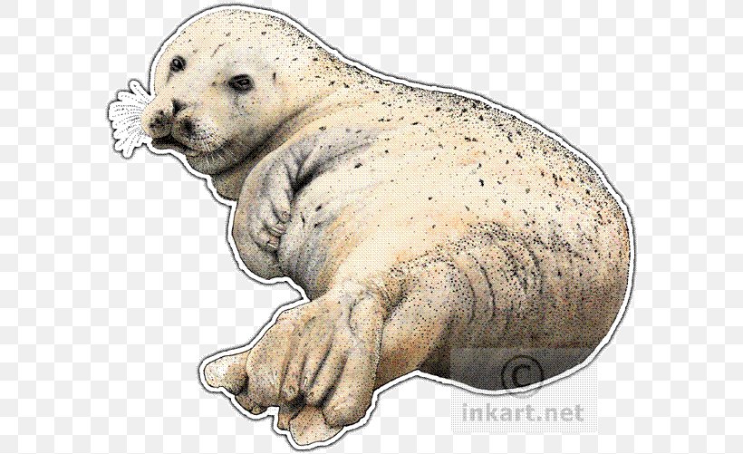 Sea Lion Walrus Harbor Seal Pinniped Drawing, PNG, 590x501px, Sea Lion, Animal, Art, Carnivora, Carnivoran Download Free