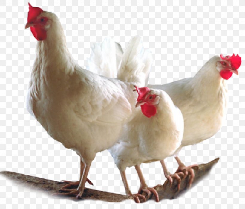 Broiler Chicken Bird Poultry Farming, PNG, 900x767px, Broiler, Agriculture, Beak, Beef, Bird Download Free