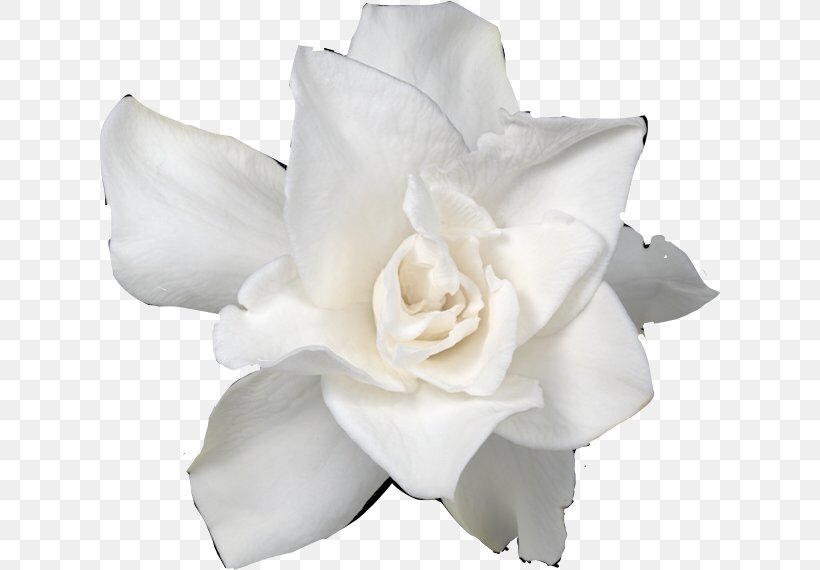 Garden Roses Cut Flowers Gardenia Wedding Ceremony Supply, PNG, 622x570px, Garden Roses, Artificial Flower, Blackandwhite, Ceremony, Cut Flowers Download Free