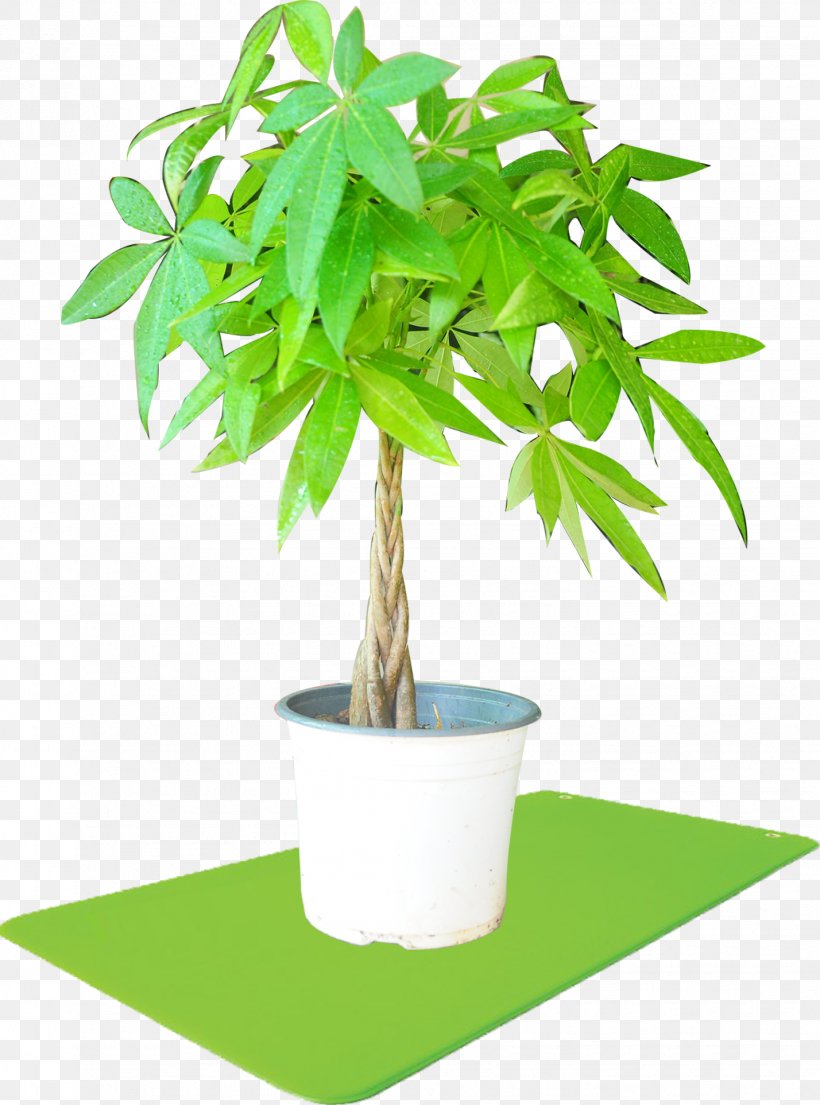 Houseplant Flowerpot Streptocarpus Self-pollination, PNG, 1428x1925px, Houseplant, Flower, Flowering Plant, Flowerpot, Garden Download Free