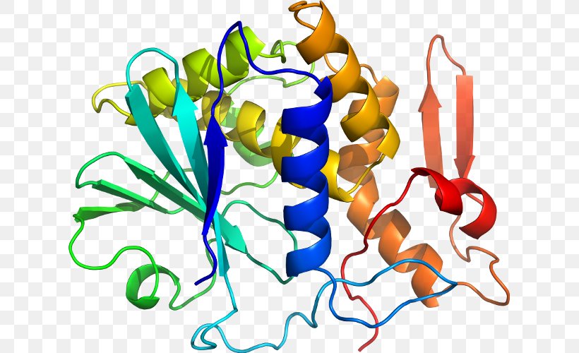 Lectin Mistletoe Protein Plant Cytotoxicity, PNG, 625x500px, Lectin, Artwork, Cytotoxicity, Food, Mistletoe Download Free