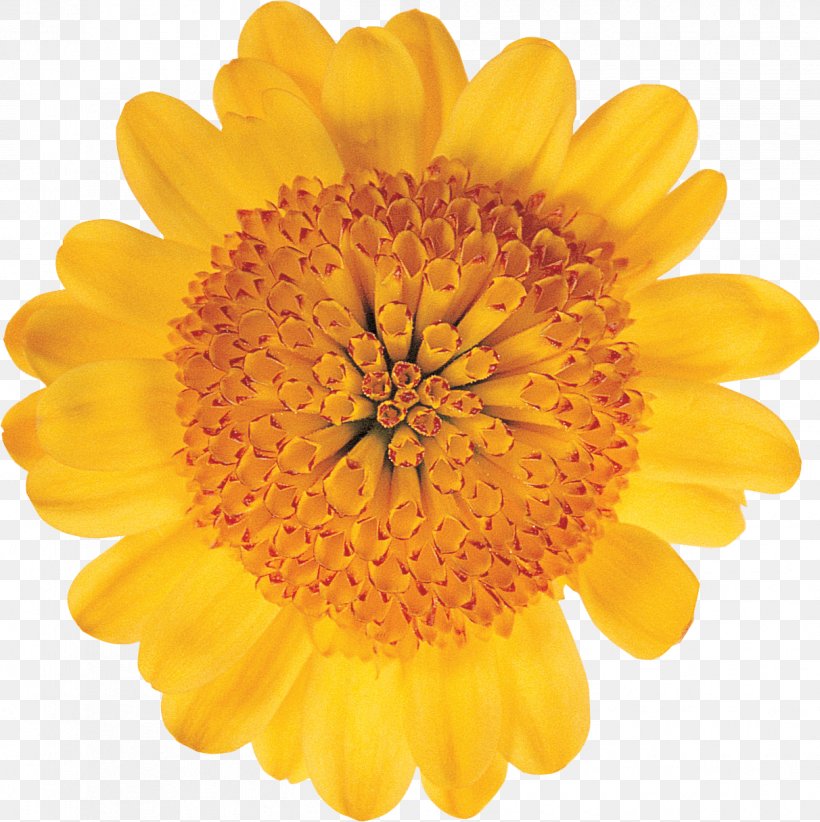 Stock Photography Flower Transvaal Daisy Royalty-free Common Daisy, PNG, 1212x1216px, Stock Photography, Calendula, Chrysanths, Common Daisy, Cut Flowers Download Free