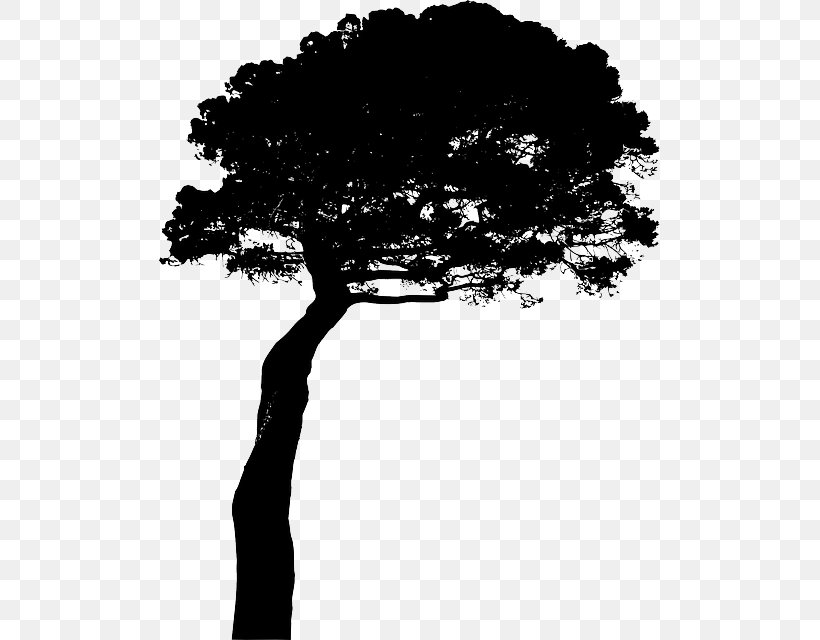 Stone Pine Clip Art, PNG, 501x640px, Stone Pine, Black And White, Branch, Conifer Cone, Lupine Download Free