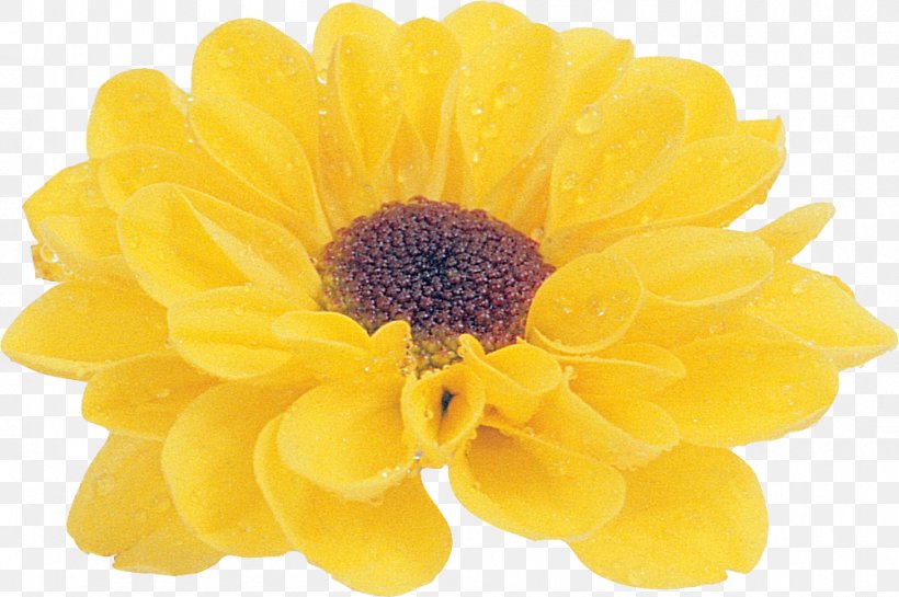Flower Petal Chrysanthemum Email, PNG, 1001x666px, Flower, Chrysanthemum, Chrysanths, Daisy Family, Email Download Free