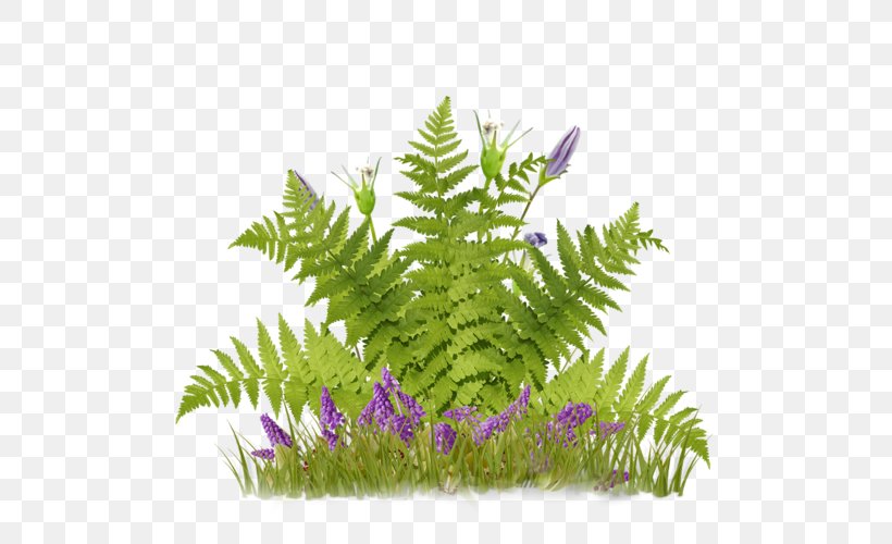 Flower Plug-in, PNG, 500x500px, Flower, Animaatio, Aquarium Decor, Fern, Ferns And Horsetails Download Free