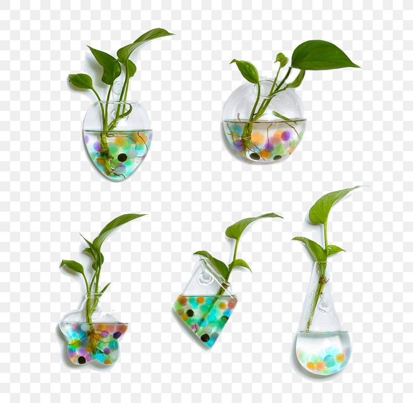 Glass Bottle Plant, PNG, 800x800px, Glass, Bottle, Envase, Flora, Flower Download Free