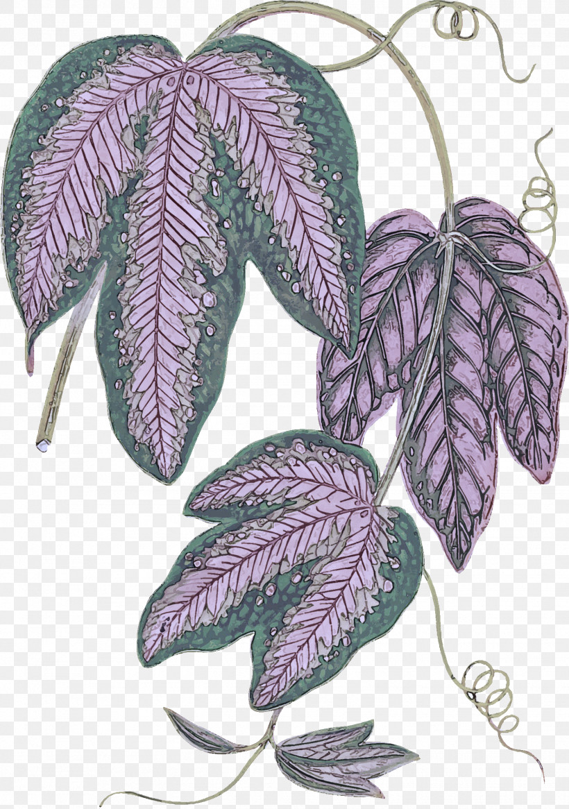 Leaf Lilac Violet Tree Plant, PNG, 1552x2208px, Leaf, Biology, Lilac, Plant, Plant Structure Download Free