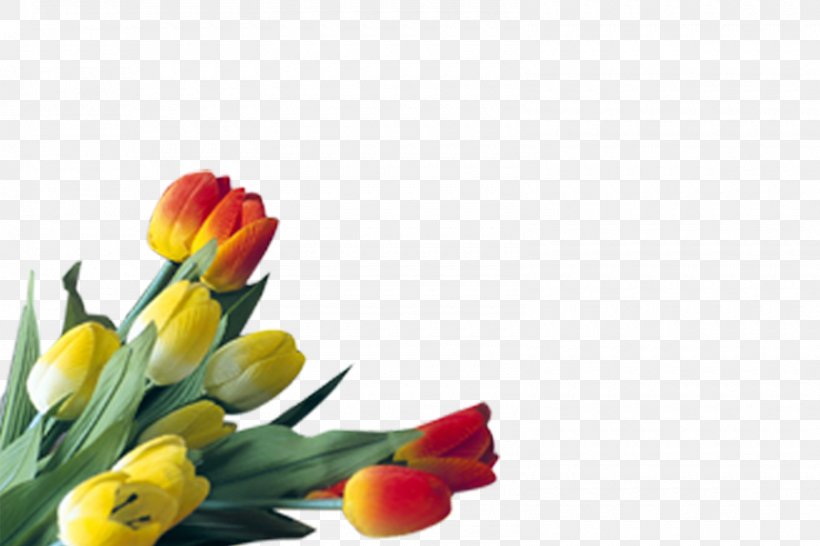 Tulip Floral Design Cut Flowers Plant Stem Bud, PNG, 1600x1067px, Tulip, Bud, Cut Flowers, Floral Design, Floristry Download Free