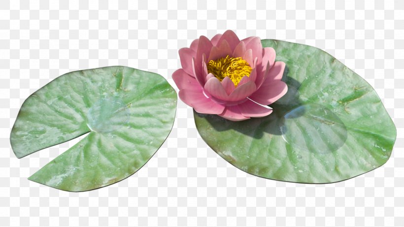 Water Lilies Lilium Clip Art, PNG, 1600x900px, Water Lilies, Dishware, Flower, Flowerpot, Lilium Download Free