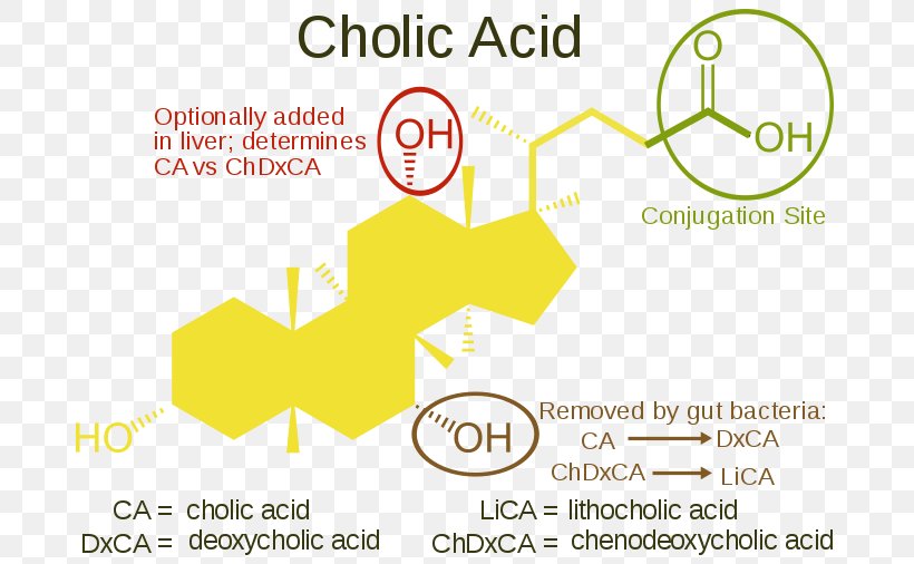 Dietary Supplement Bile Acid Cholic Acid, PNG, 700x506px, Dietary Supplement, Acid, Area, Bile, Bile Acid Download Free
