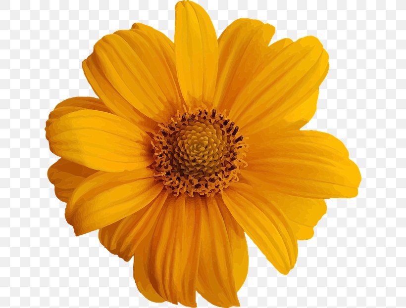 Image Clip Art Flower Houston, PNG, 640x623px, Flower, Apartment, Bedroom, Calendula, Cut Flowers Download Free