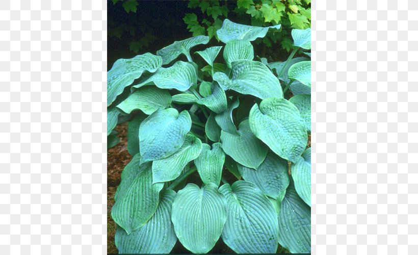 Leaf Petal Groundcover Turquoise, PNG, 500x500px, Leaf, Groundcover, Petal, Plant, Turquoise Download Free