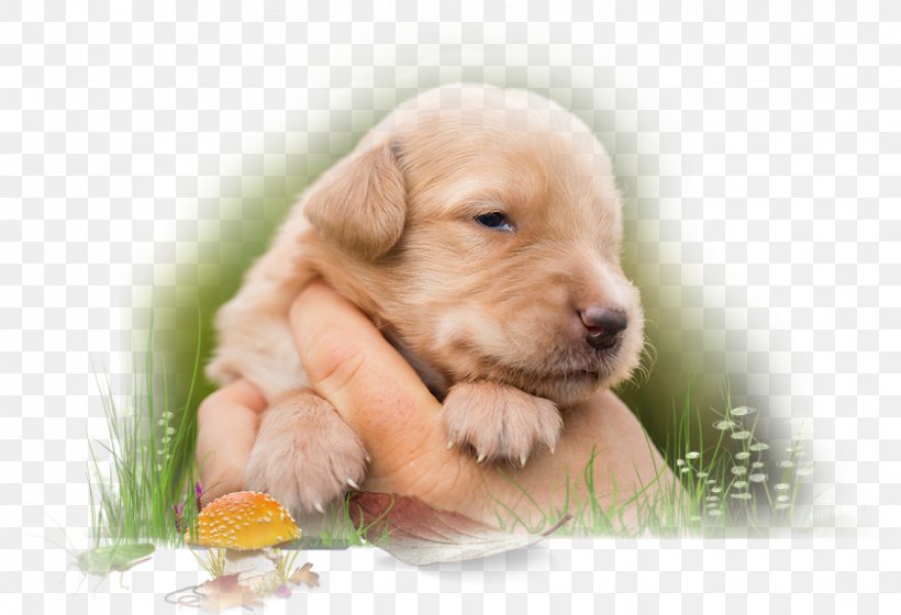 Golden Retriever Labrador Retriever Puppy Dog Breed Companion Dog, PNG, 841x575px, Golden Retriever, Aretus, Breed, Carnivoran, Companion Dog Download Free