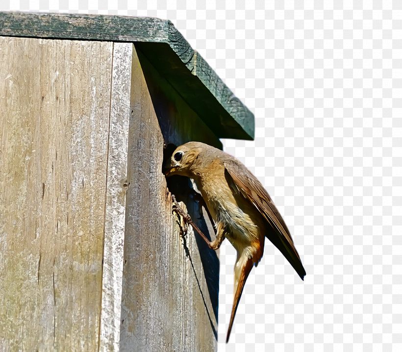 Hawk Falcon Beak Nest Box, PNG, 1460x1280px, Hawk, Beak, Falcon, Nest Box Download Free