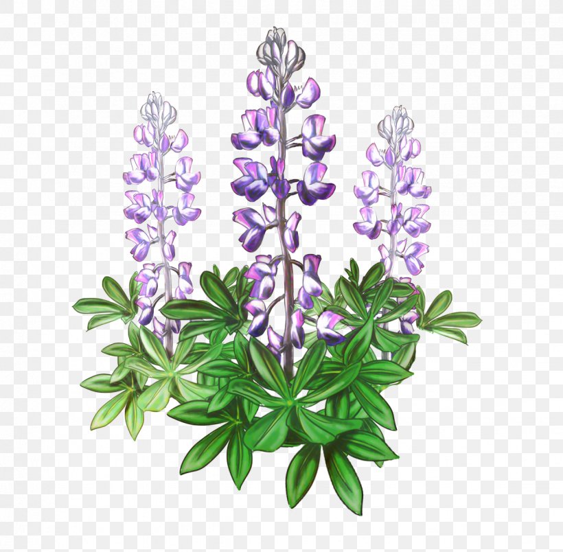 Lavender Background, PNG, 1234x1210px, Bluebonnet, Chastetree, Delphinium, Drawing, Flower Download Free