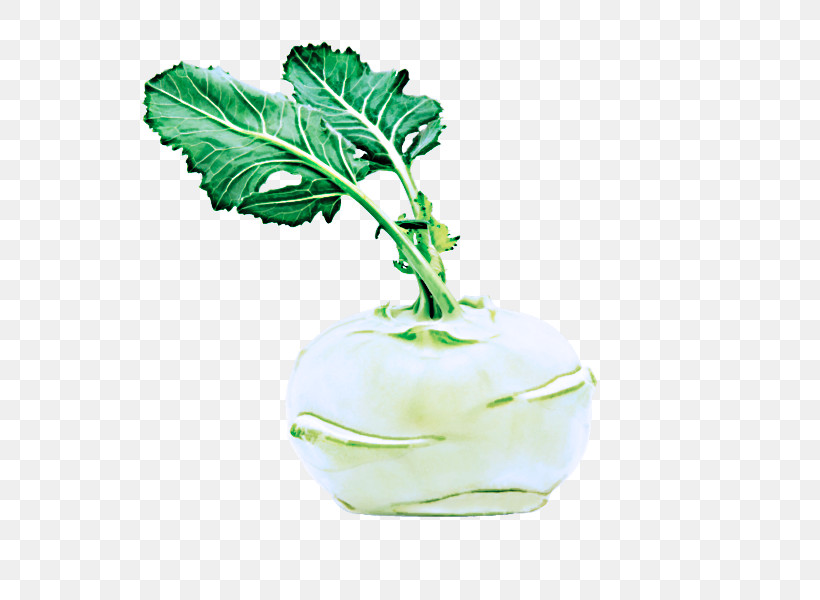 Leaf Green Plant Vegetable Flower, PNG, 600x600px, Leaf, Cabbage, Flower, Food, Green Download Free