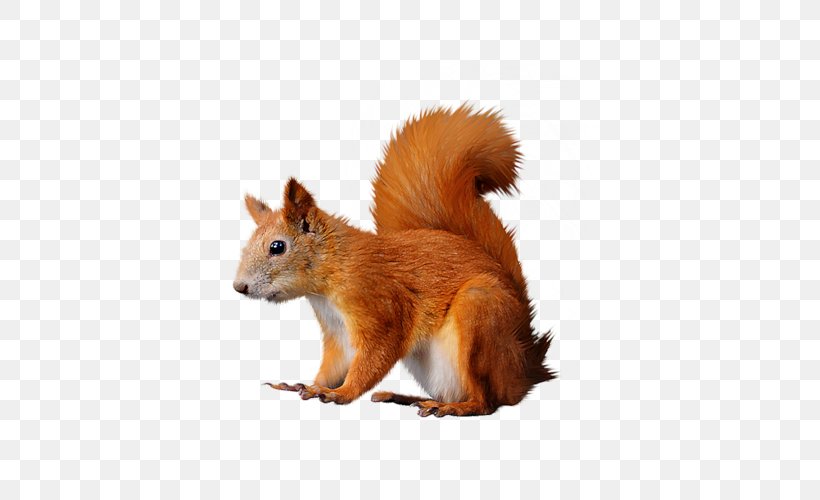Raster Graphics Tree Squirrels Red Squirrel, PNG, 500x500px, Raster Graphics, Animaatio, Animal, Dhole, Digital Image Download Free