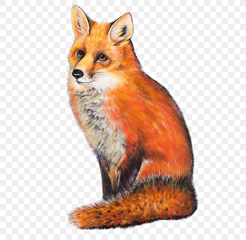 The Red Fox Neston Thornton Hough, PNG, 800x800px, Red Fox, Animal, Bar, Canidae, Carnivoran Download Free