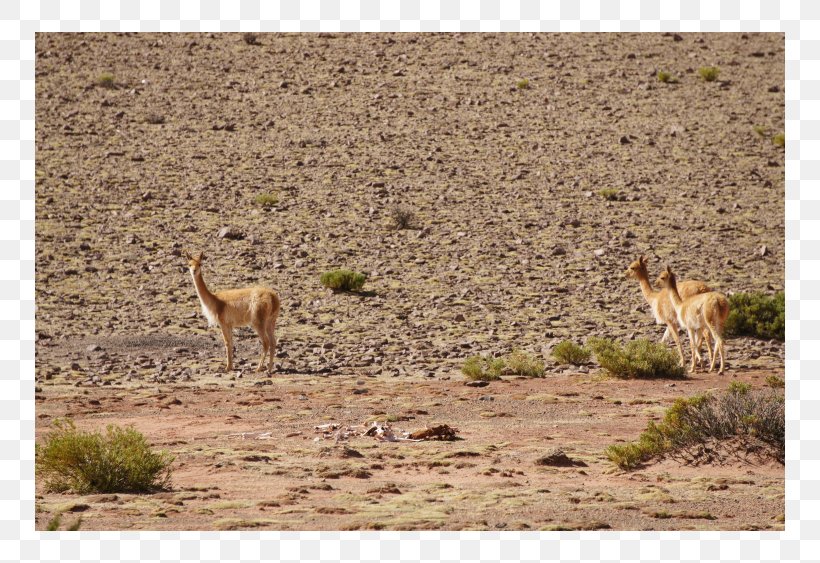 Vicuña Guanaco Nature Reserve Steppe Fauna, PNG, 750x563px, Guanaco, Camel Like Mammal, Ecoregion, Ecosystem, Fauna Download Free