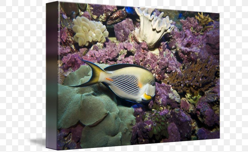 Coral Reef Fish Marine Biology Stony Corals, PNG, 650x502px, Coral Reef Fish, Aquarium, Biology, Coral, Coral Reef Download Free