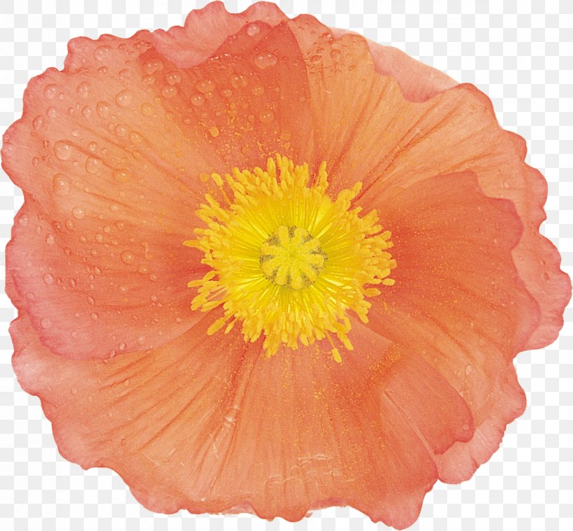 Flower Poppy Painting Google Images, PNG, 1200x1112px, Flower, Annual Plant, Benzersiz, Blume, Flowering Plant Download Free