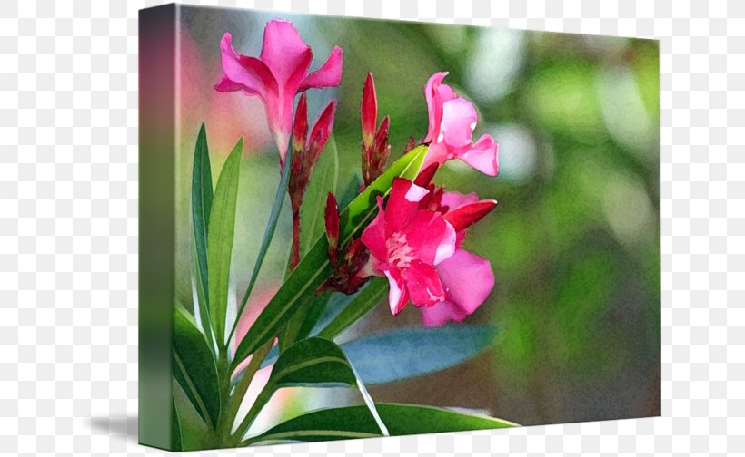 Imagekind Petal Plant Stem Wildflower, PNG, 650x504px, Imagekind, Art, Crotons, Flora, Flower Download Free