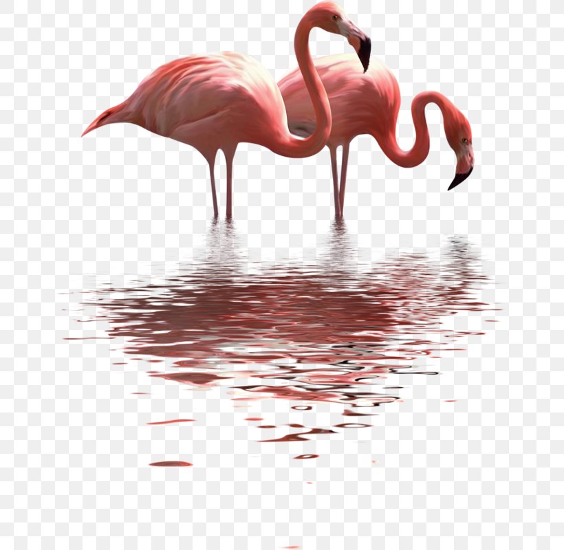 PicsArt Photo Studio Water Bird Image, PNG, 706x800px, Picsart Photo Studio, Beak, Bird, Blingee, Flamingo Download Free