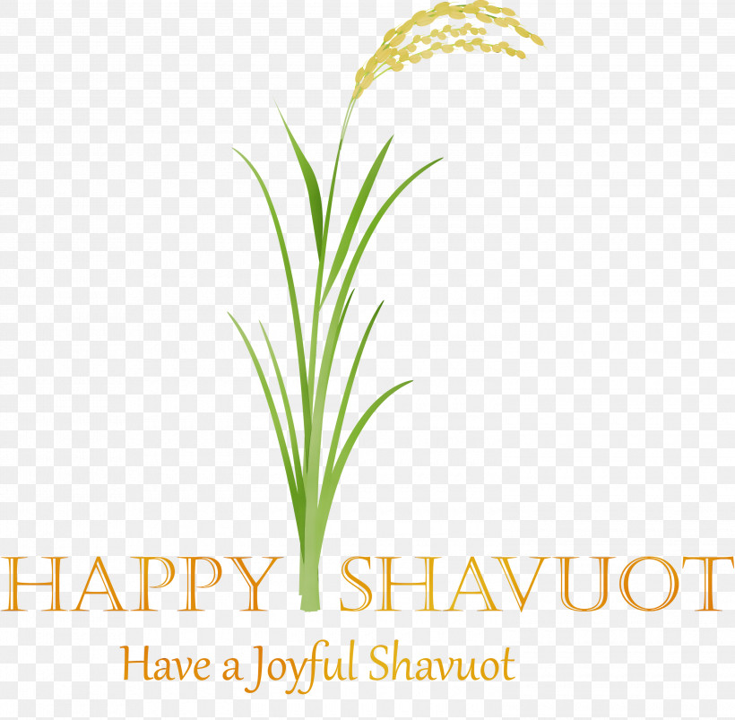 Plant Grass Leaf Grass Family Flower, PNG, 3000x2938px, Happy Shavuot, Flower, Grass, Grass Family, Leaf Download Free