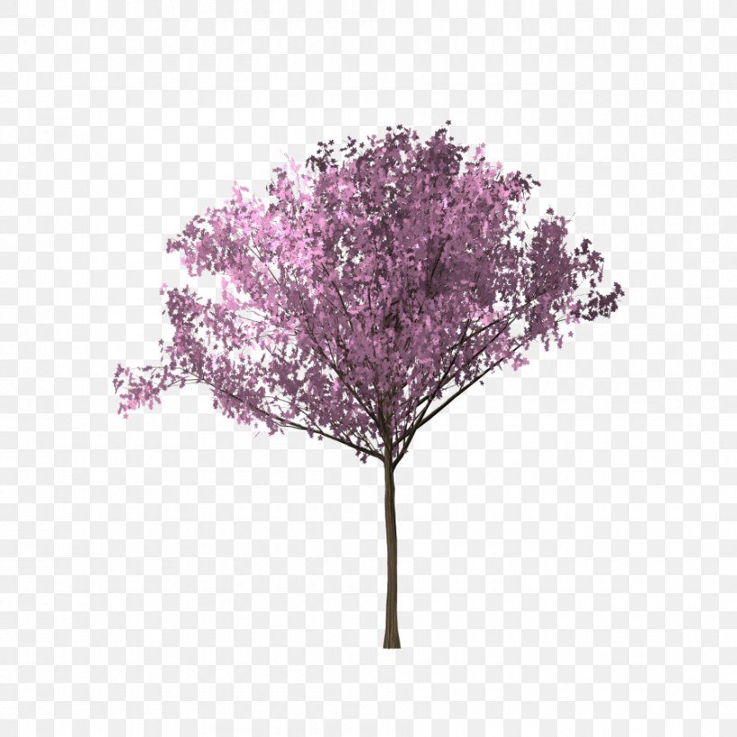 Tree Cherry Blossom Download, PNG, 900x900px, Tree, Blossom, Branch, Cerasus, Cherry Download Free