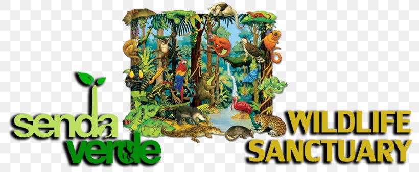 Amazon Rainforest Tropical Rainforest Drawing Biome, PNG, 800x337px, Amazon Rainforest, Abiotic Component, Animal, Atlantic Forest, Biome Download Free