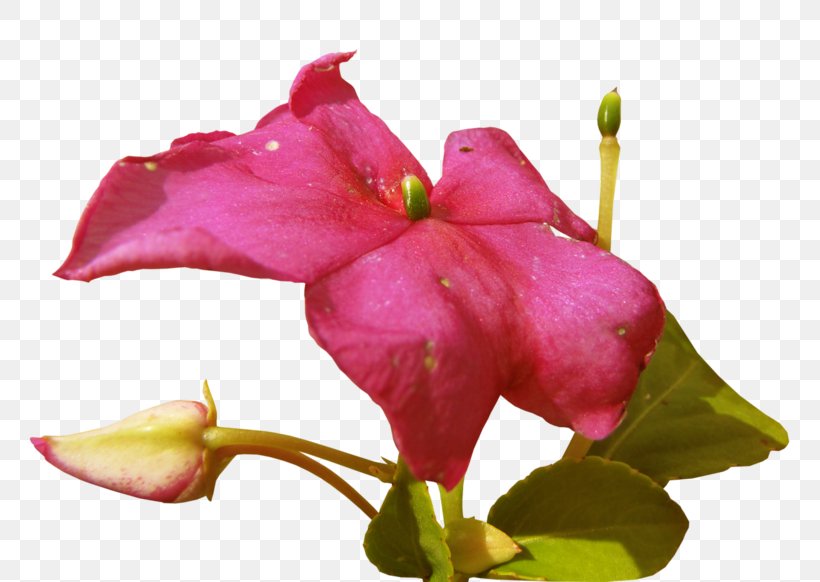 Arabian Jasmine Mo Li Hua Petal, PNG, 800x582px, Arabian Jasmine, Blossom, Branch, Bud, Close Up Download Free