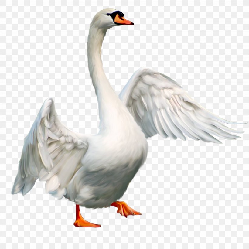 Bird Goose Anser, PNG, 3600x3600px, Bird, Anser, Beak, Black Swan, Cygnini Download Free
