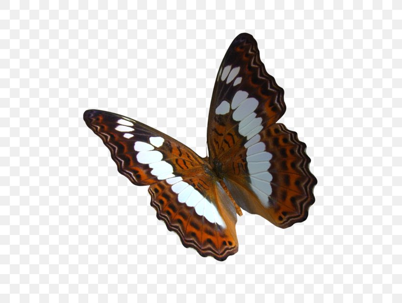 Monarch Butterfly Greta Oto Clip Art, PNG, 600x619px, Butterfly, Birdwing, Brush Footed Butterfly, Color, Deviantart Download Free