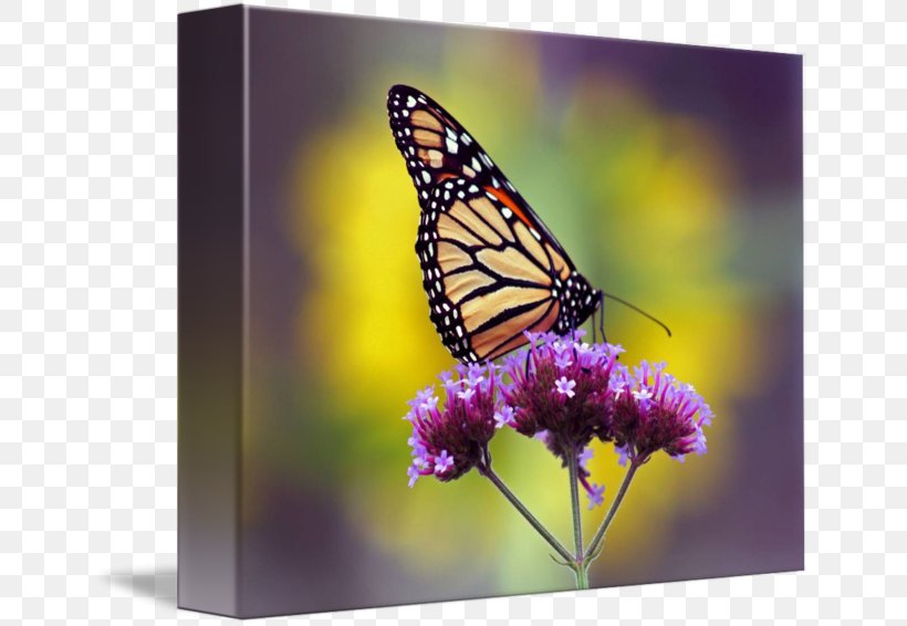 Monarch Butterfly Pieridae Nymphalidae Gallery Wrap, PNG, 650x566px, Monarch Butterfly, Art, Arthropod, Brush Footed Butterfly, Butterflies And Moths Download Free