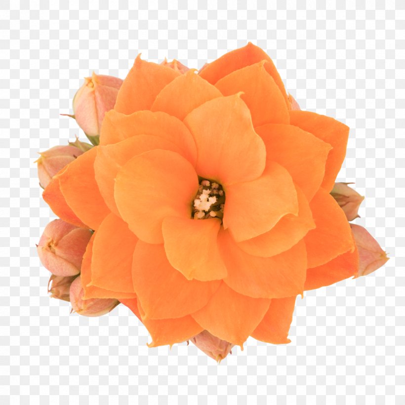 Petal Cut Flowers, PNG, 1200x1200px, Petal, Cut Flowers, Flower, Orange, Peach Download Free