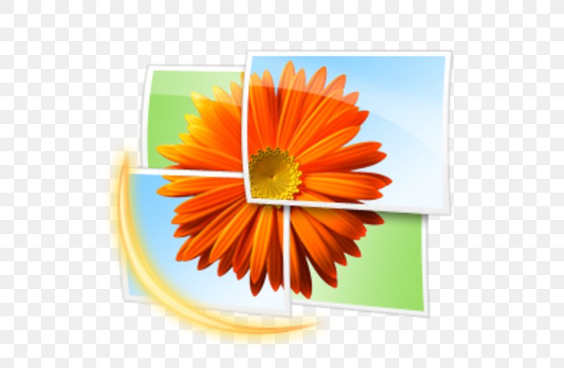 Windows Photo Gallery Image Viewer Windows Live Gallery Windows Photo Viewer, PNG, 535x535px, Windows Photo Gallery, Calendula, Computer Software, Daisy, Daisy Family Download Free