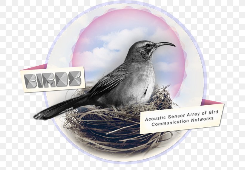 Wren Beak Bird Nest American Sparrows, PNG, 689x570px, Wren, American Sparrows, Beak, Bird, Bird Nest Download Free