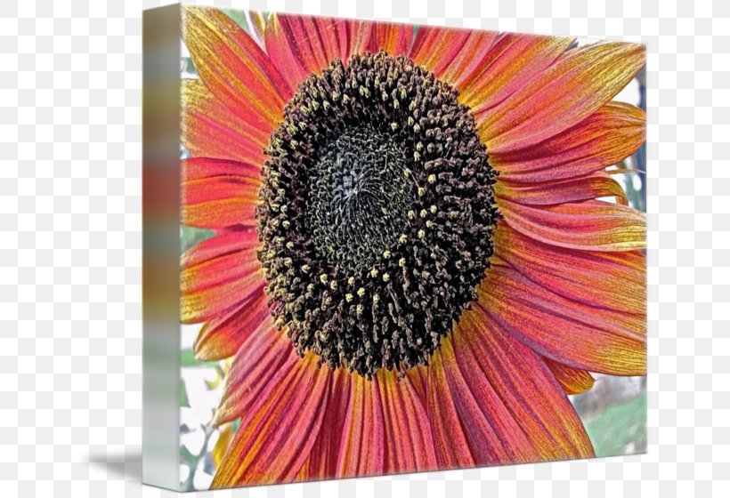 Common Sunflower Sunflower Seed Transvaal Daisy Sunflower M Coneflower, PNG, 650x560px, Common Sunflower, Coneflower, Daisy Family, Flower, Flowering Plant Download Free