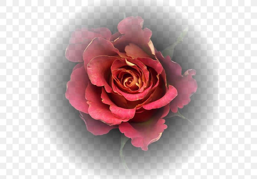 Garden Roses Cut Flowers Cabbage Rose Photography, PNG, 572x572px, Garden Roses, Cabbage Rose, Camellia, China Rose, Cut Flowers Download Free