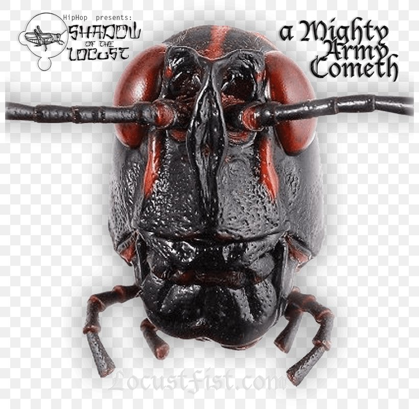 Jeremiah Dirt Heavy Manners Process Of Illumination: Illect Recordings Musician Shadow Of The Locust, PNG, 800x800px, Musician, Adrenaline Rush, Arthropod, Beetle, Insect Download Free